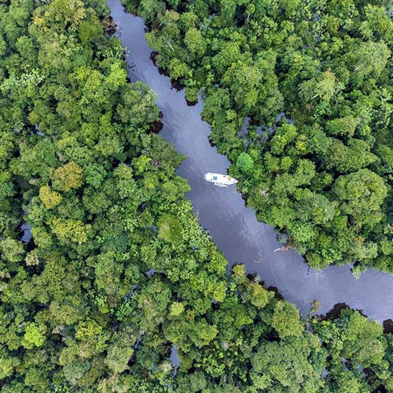 Amazon Rainforest