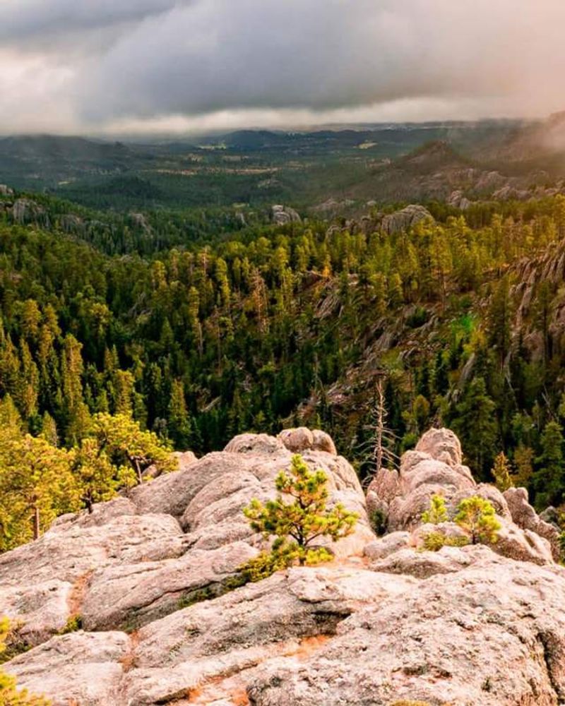 Black Hills National Forest