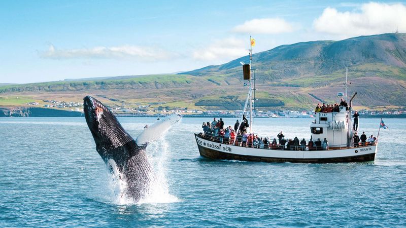 Whale Watching in Iceland