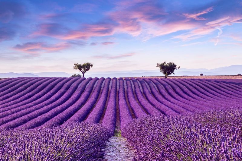 Exploring the Lavender Fields in Provence, France