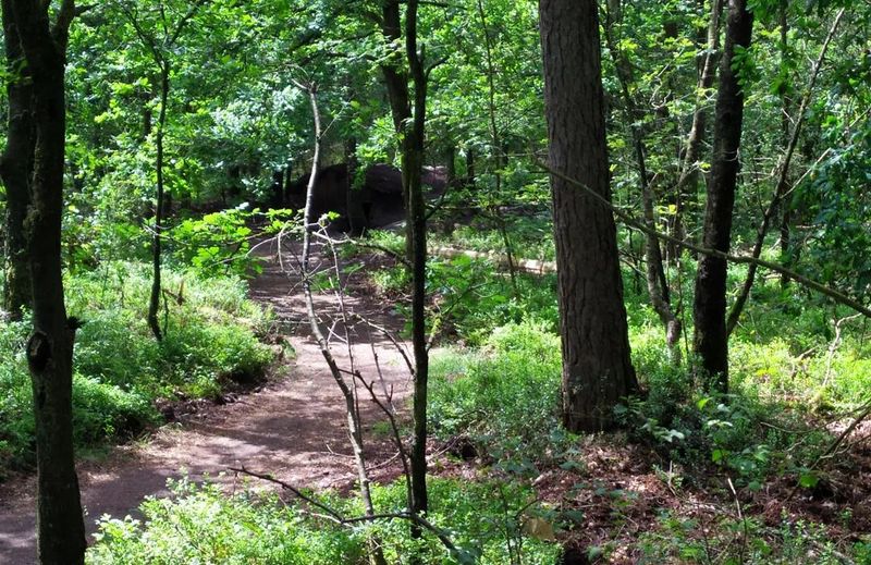 De Veluwe's Mysterious Glade