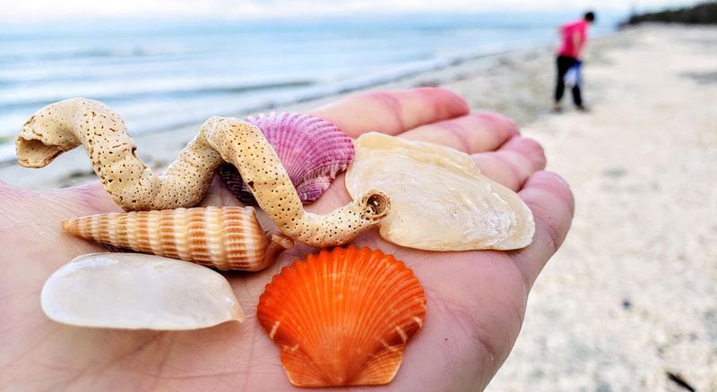 Beachcombing and Shell Collecting