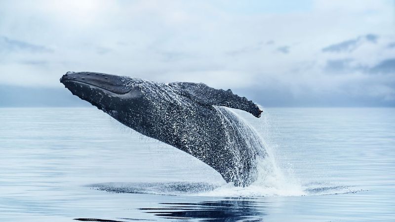 Myth 2: Limited Wildlife