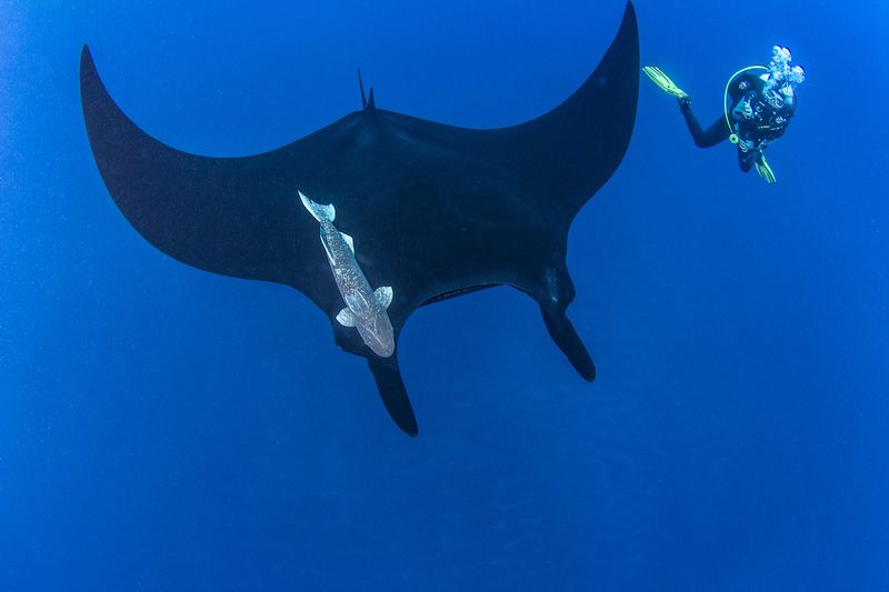 Socorro Island, Mexico