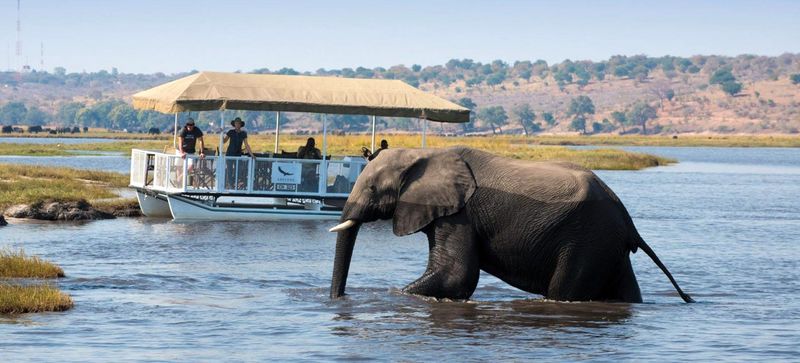 Chobe River Safari