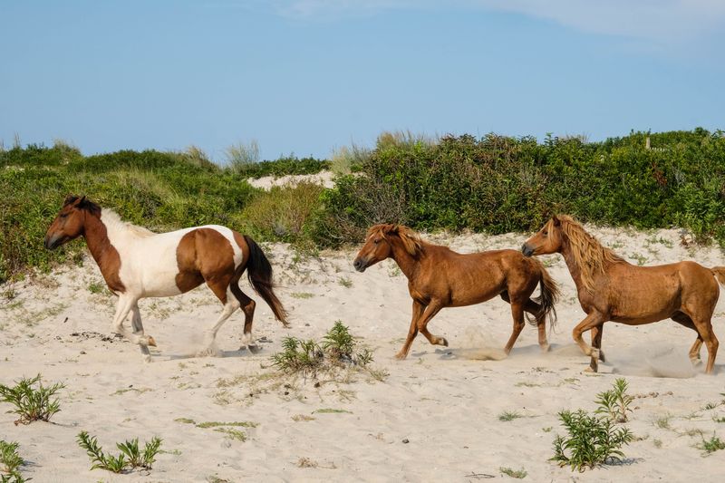 Assateague Island, Maryland