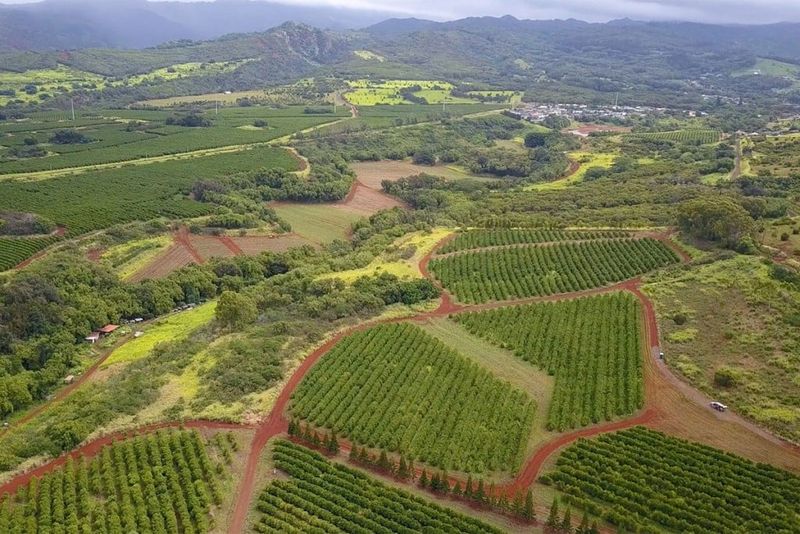 Kauai Coffee Plantation