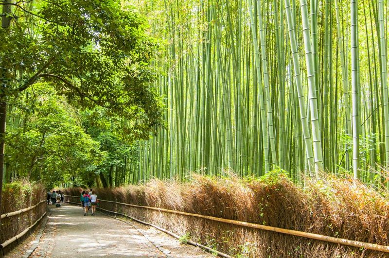 Kyoto's Arashiyama Bamboo Grove, Japan