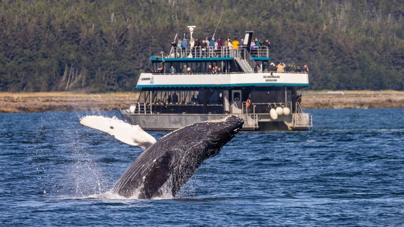 Wildlife Encounters at Sea