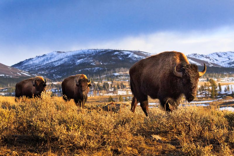 Yellowstone National Park, Wyoming