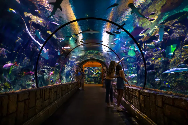 The Shark Reef Aquarium at Mandalay Bay