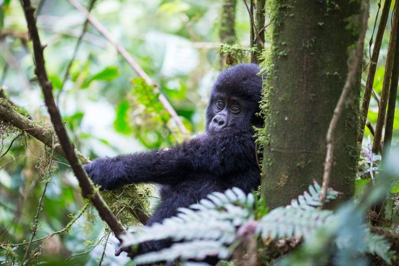 Bwindi Impenetrable Forest, Uganda