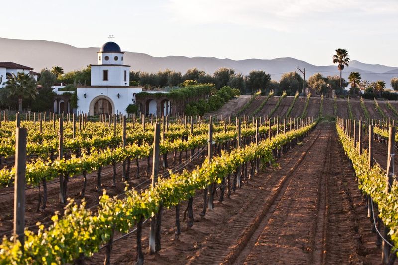 Rich Wine History