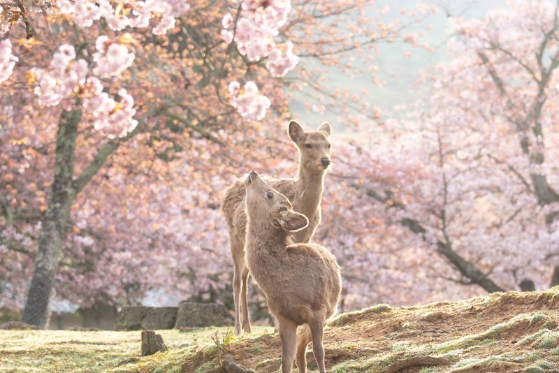 Nara, Japan