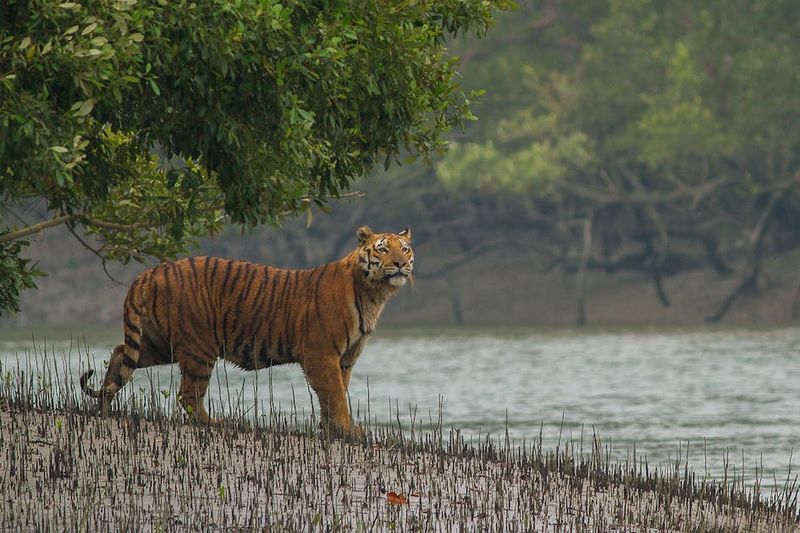 Sundarbans Mangrove Forest, West Bengal