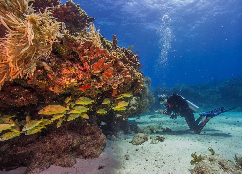 Cannon Patch Reef