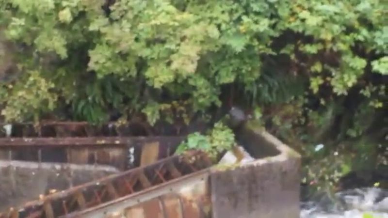 Ketchikan's Salmon Ladder Viewing Depends on Fish Migration