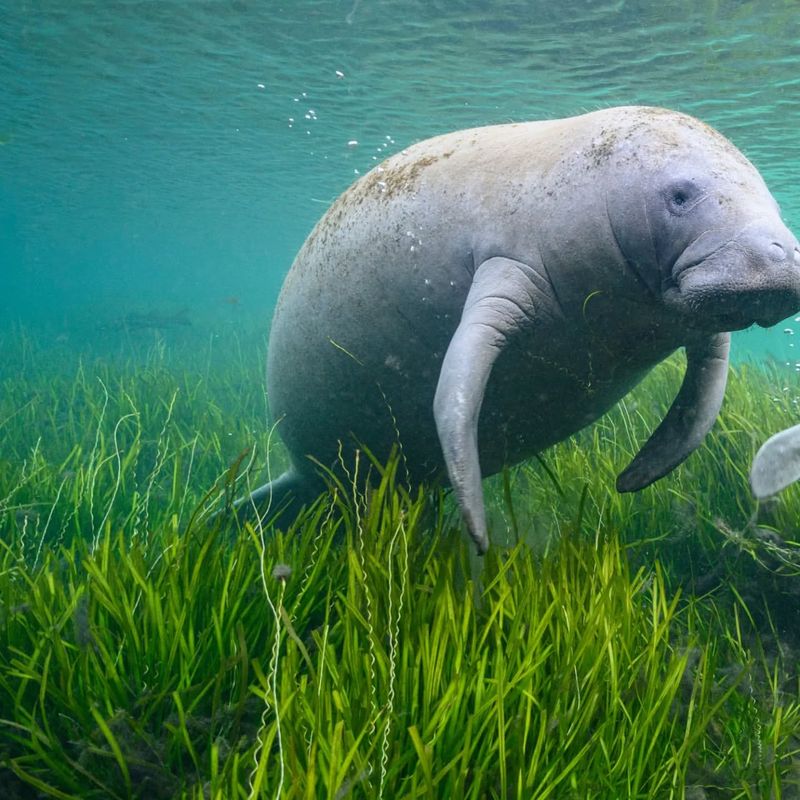 Manatee Meadows