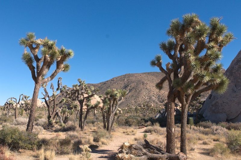 Joshua Tree National Park