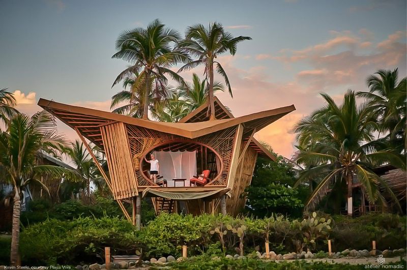 Tropical Tree Pod