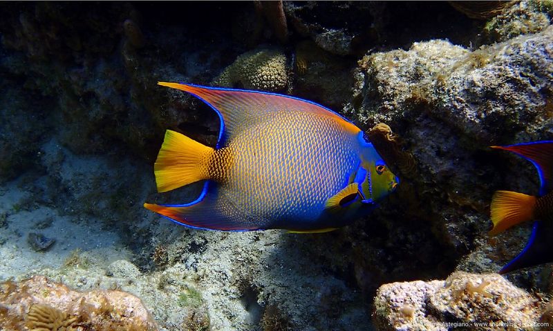 Angelfish Alley