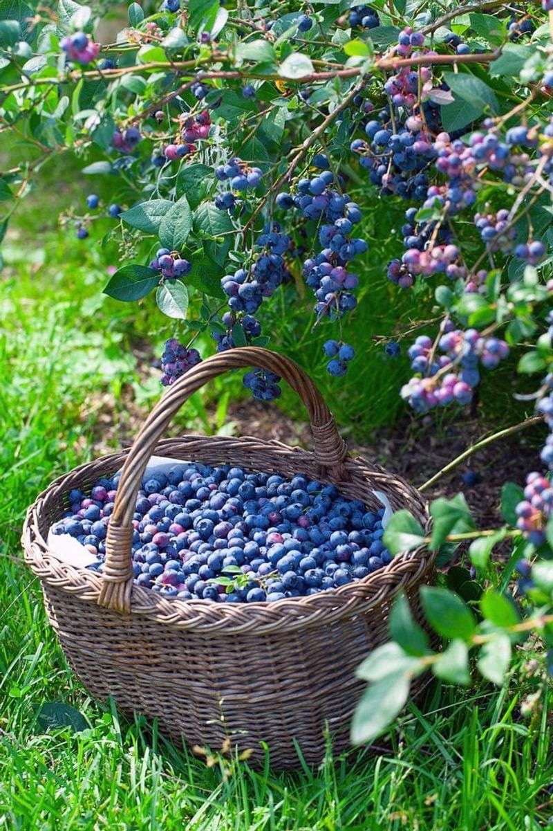 Berries