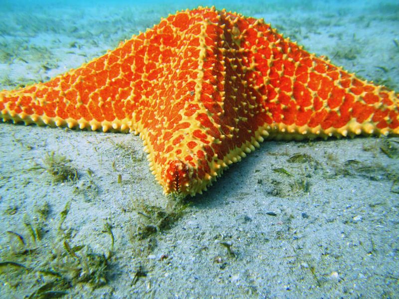 Starfish Basin