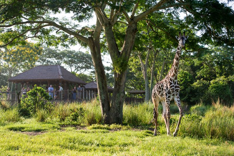Savor the Savanna