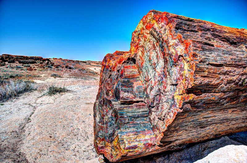Petrified Forest National Park