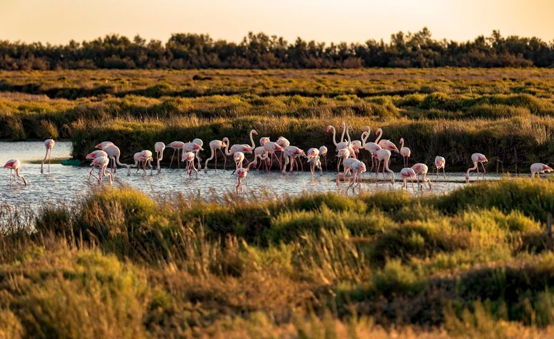 Camargue Natural Park