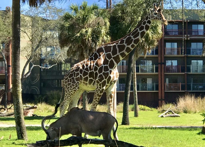 Animal Kingdom Lodge Viewing