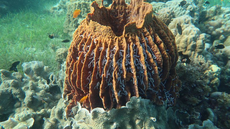 Sponge Forest