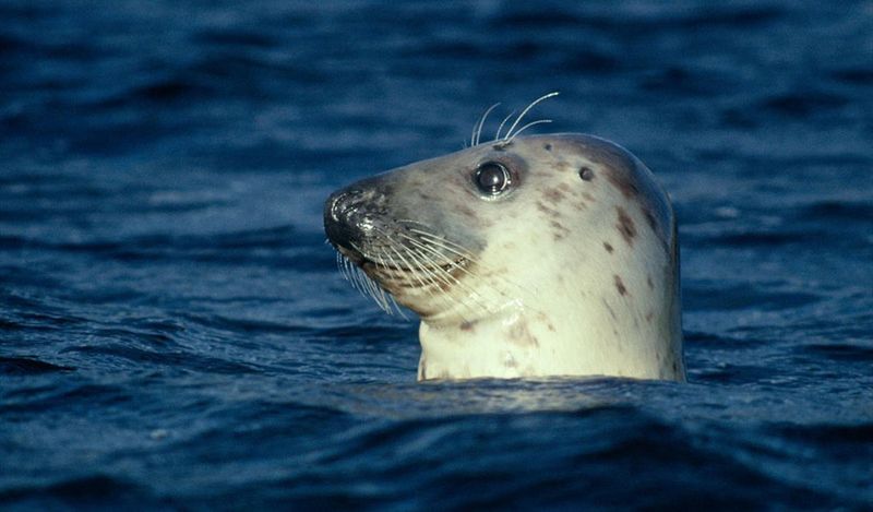 Donegal's Secret Seal Nursery Beach