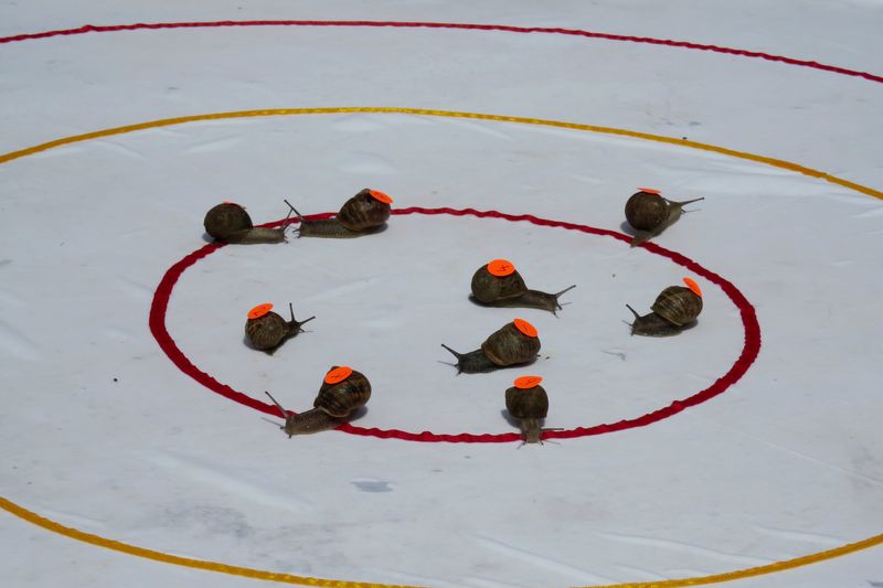 The World Snail Racing Championship