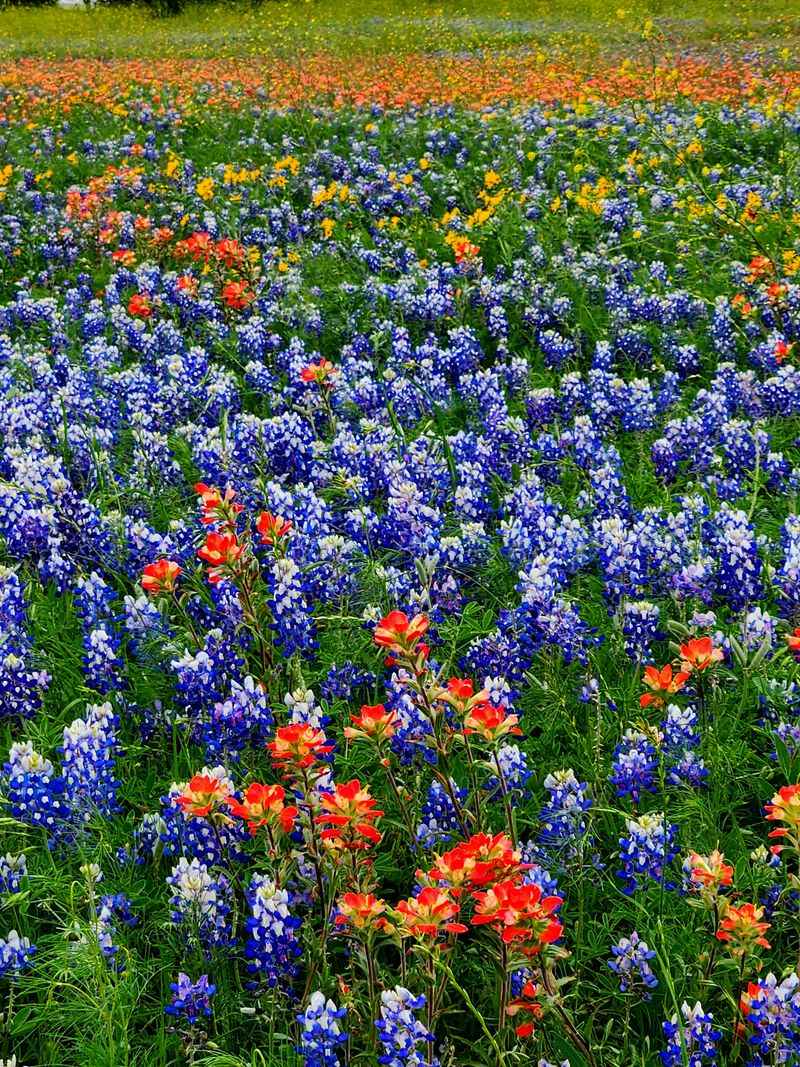 Wildflower Meadow Loop