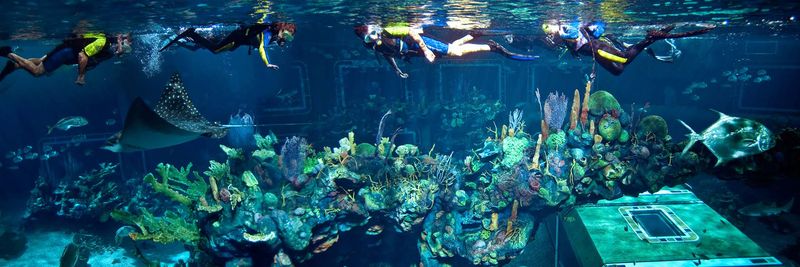 The Epcot Seas Aqua Tour
