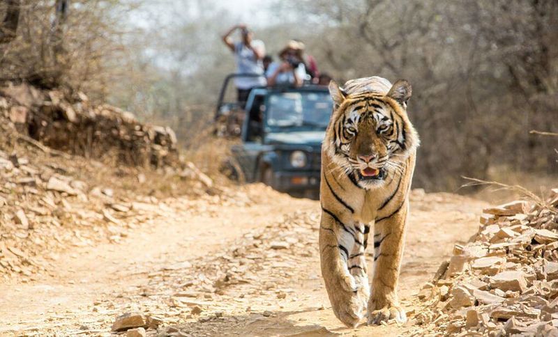 Bhadra Wildlife Sanctuary - Coffee Plantation Tigers
