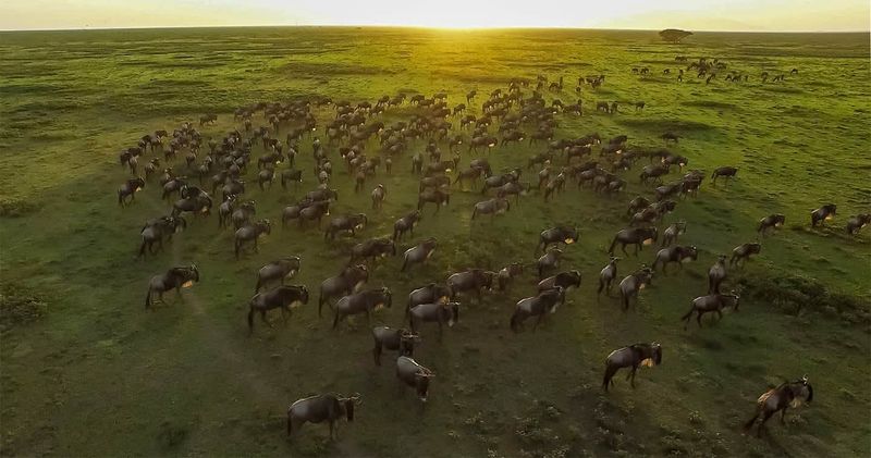 Safari in the Serengeti