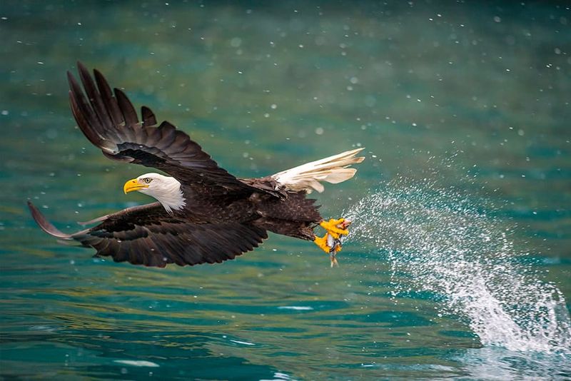 Ignoring Wildlife Etiquette