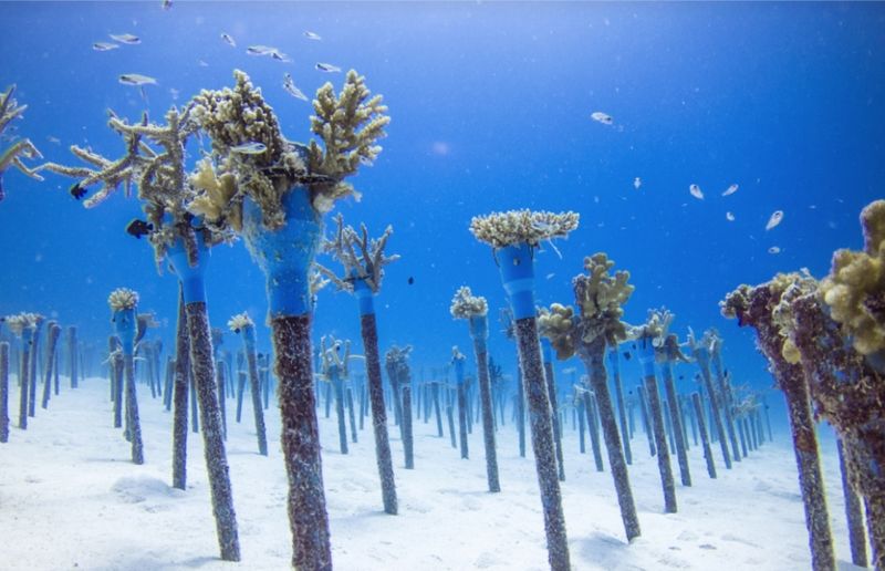 Velaa Private Island's Artificial Reef Failure