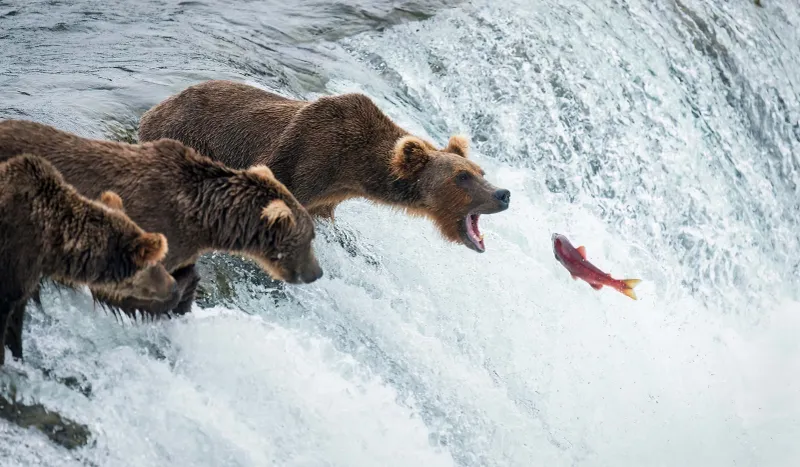 Katmai National Park, Alaska