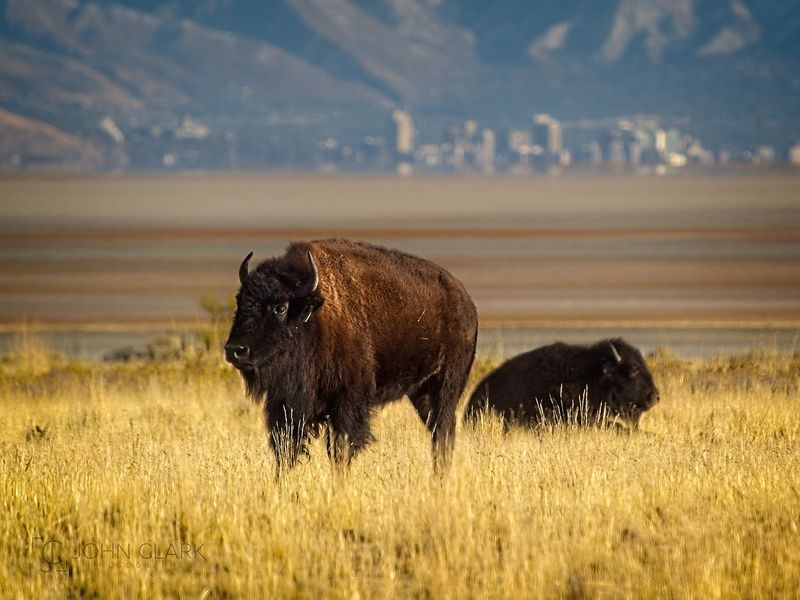 Antelope Island State Park