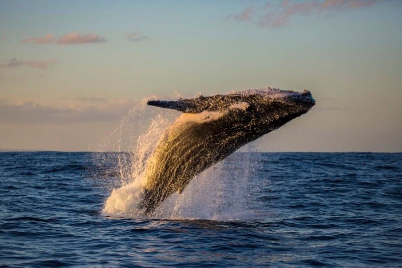 Sunset Whale Watching