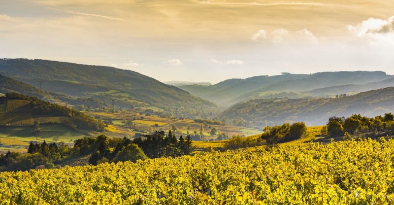 Burgundy's Wine Trails