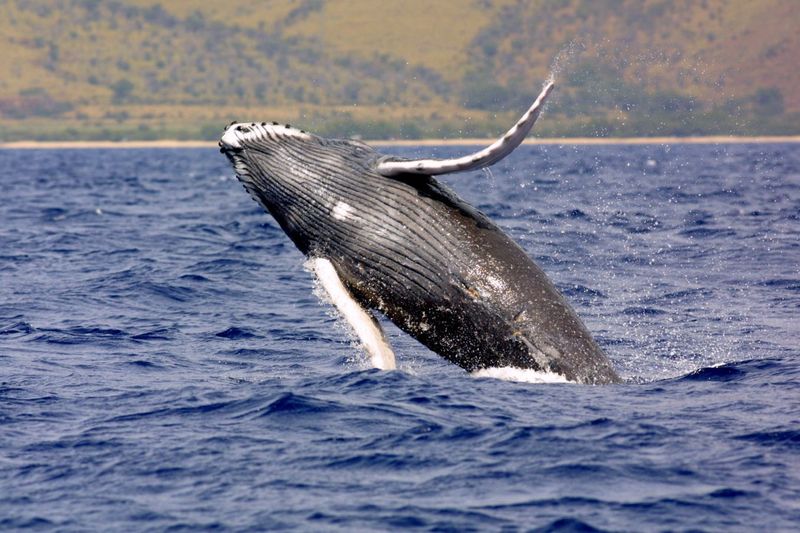 Whale Watching from the North Shore