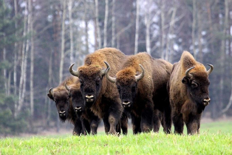 Białowieża Forest - Europe's Last Wilderness