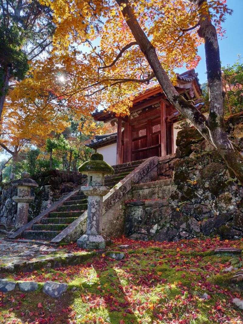 Shisendo Temple When Semi Hajimete Naku (Cicadas Begin Singing)