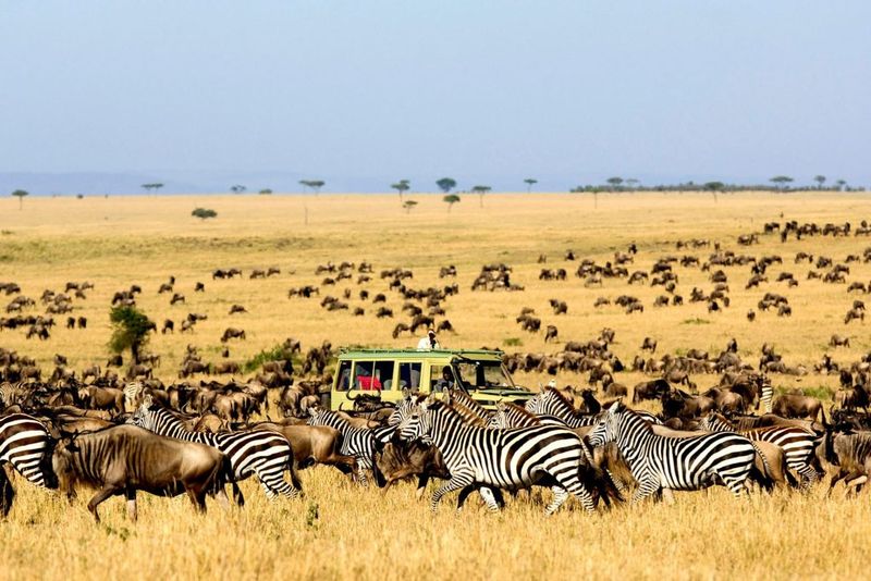 Tanzania's Safari Bargains