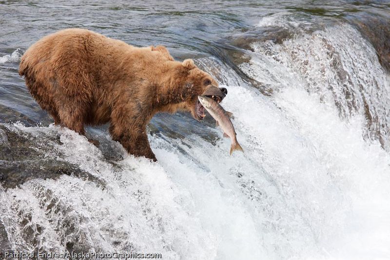 Katmai National Park & Preserve