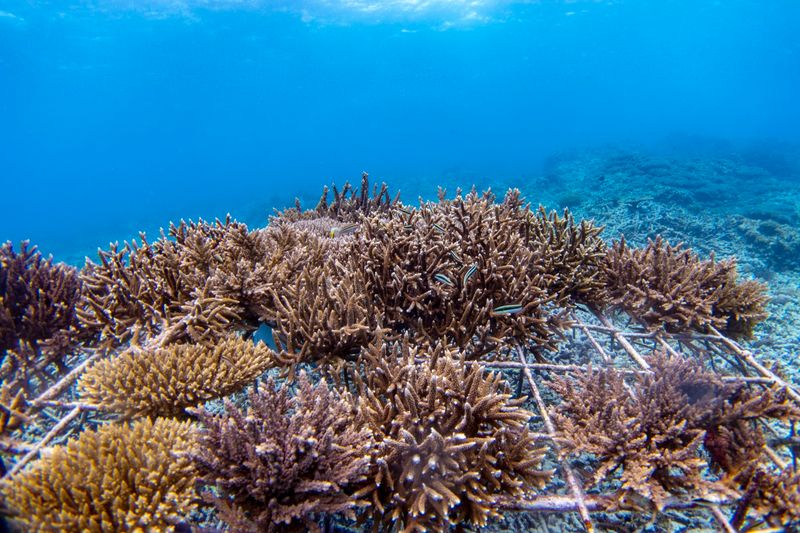 Fregate Island's Reef Restoration Controversy